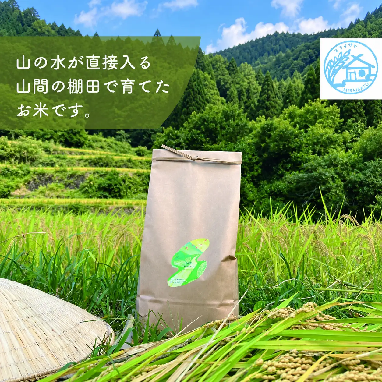 【令和8年産】佐渡産コシヒカリ 精米5kg ミライサト
