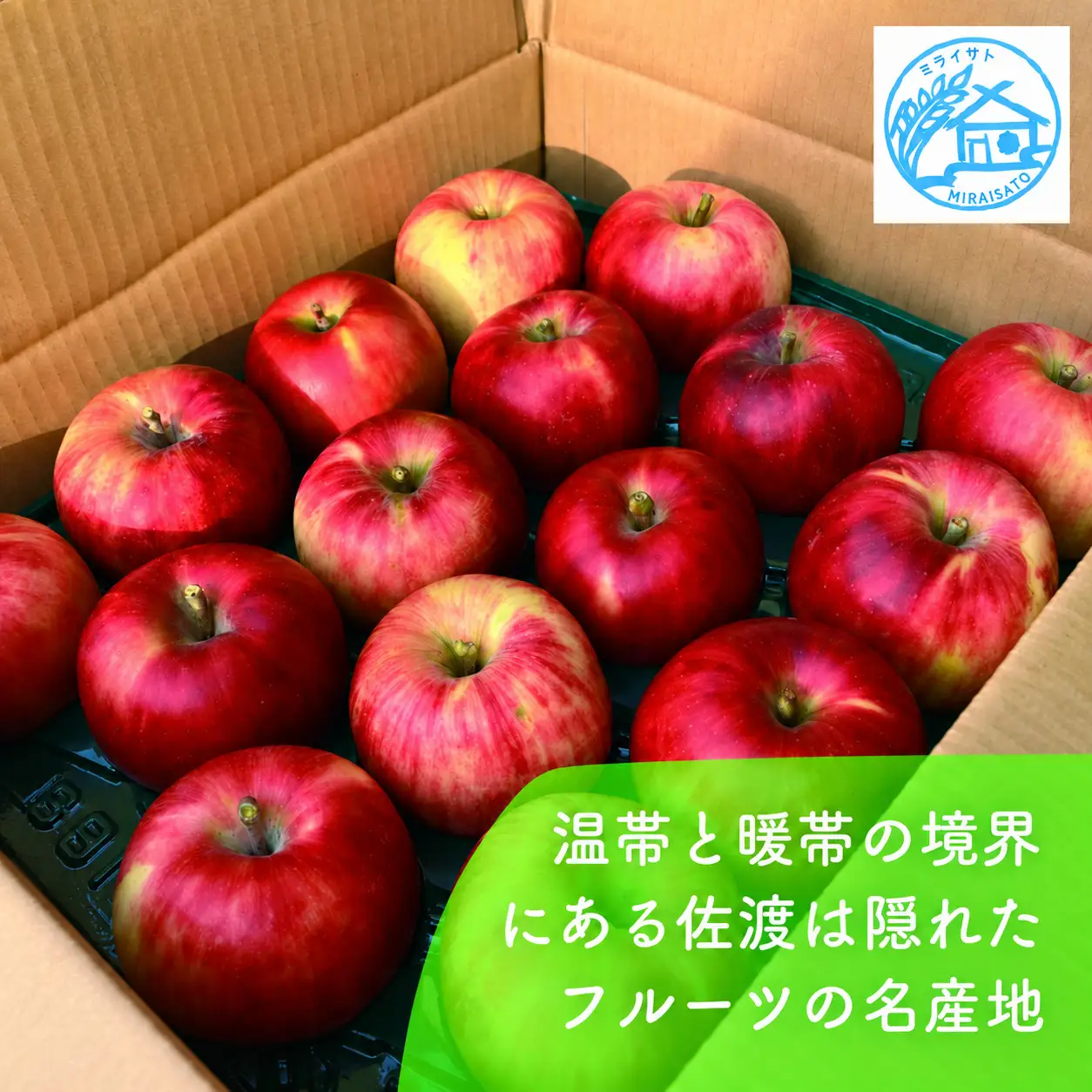 【令和8年産】佐渡産りんご「ふじ」5kg（13～18玉）ミライサト