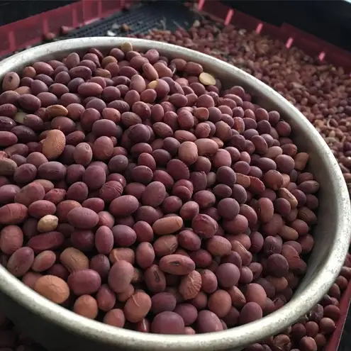白ほたる豆腐店の赤大豆納豆