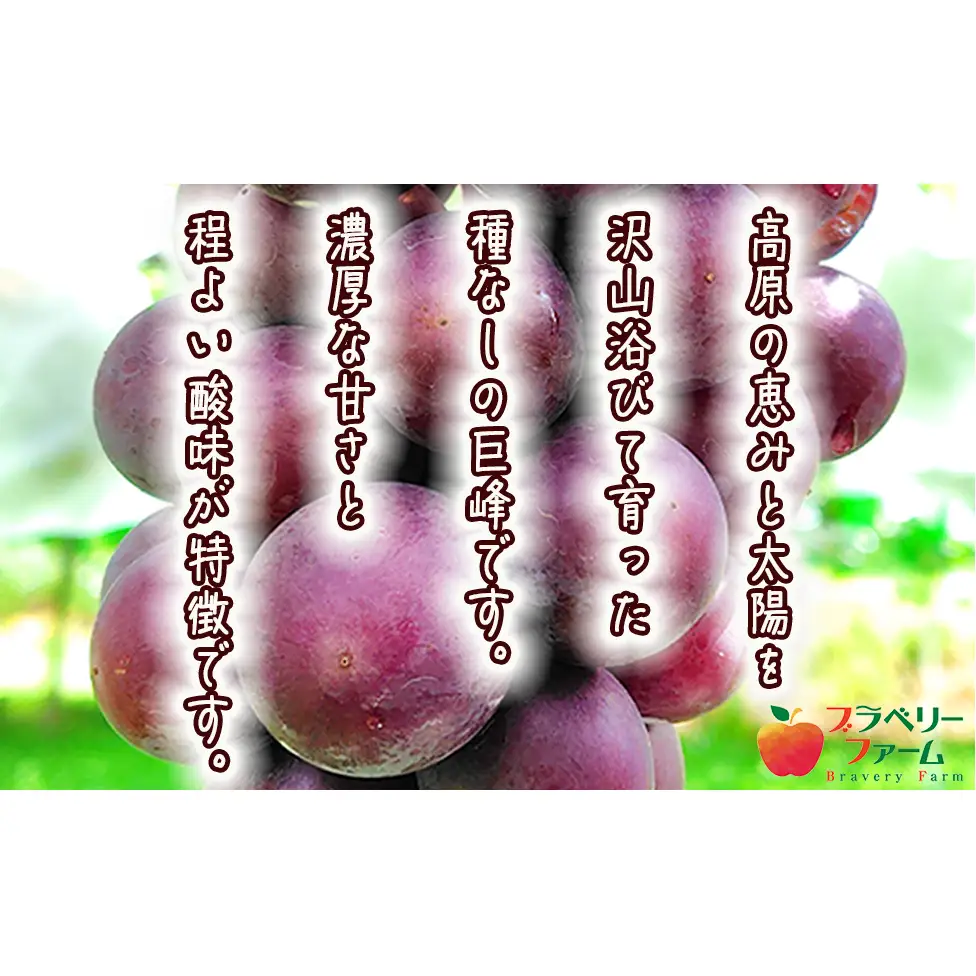 ぶどう 種なし巨峰 約2kg ( 3 ～ 5 房 ) 有限会社ブラベリーファーム 配送先は本州限定 2026年9月下旬頃から2026年11月上旬頃まで順次発送予定 令和8年度収穫分 長野県 飯綱町 [2043]