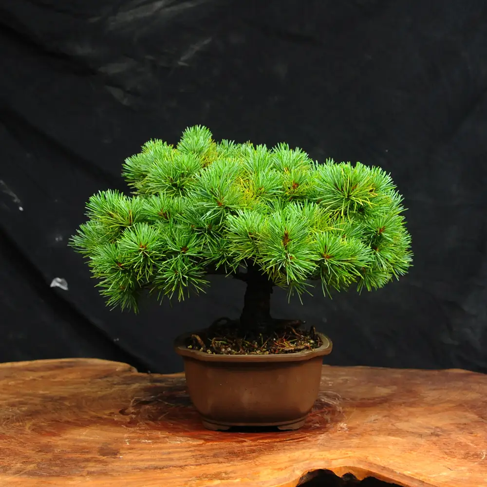赤石の泉 赤石五葉松（鉢植え） E-33