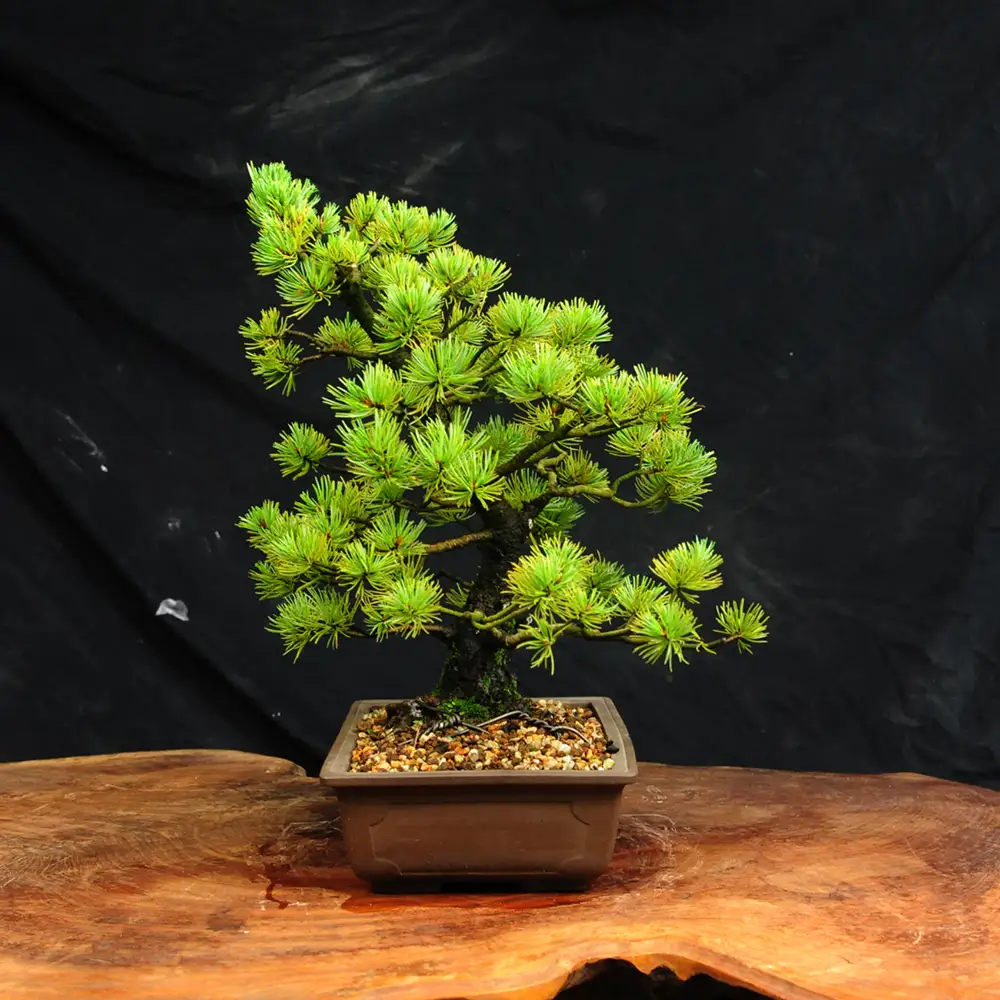 赤石の泉 赤石五葉松（鉢植え） I-33