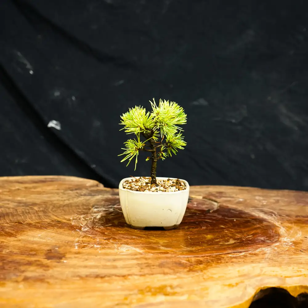 赤石の泉 赤石五葉松（鉢植え） F-158