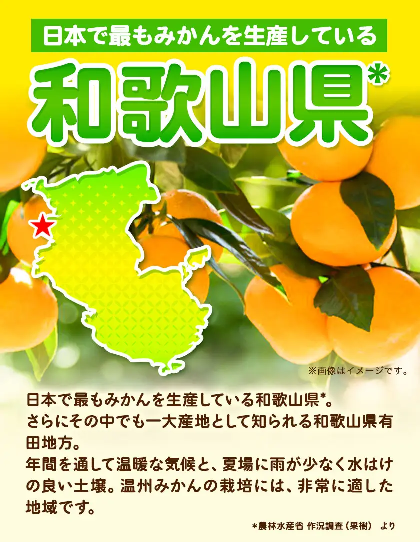 秀品 紀州有田みかん 約3kg (S-Lサイズ混合) 厳選館