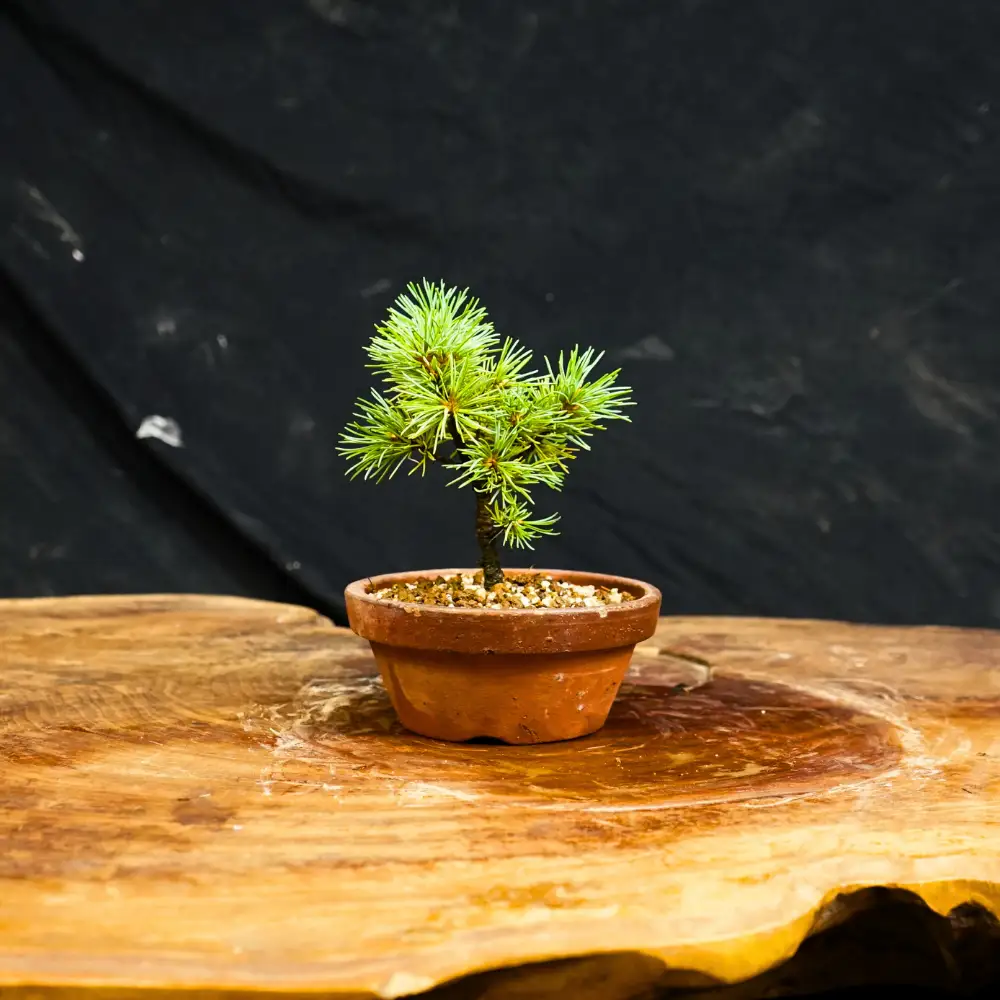 赤石の泉 赤石五葉松（鉢植え） F-161