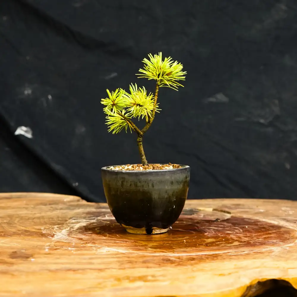 赤石の泉 赤石五葉松（鉢植え） F-164