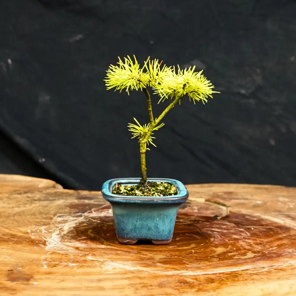 赤石の泉 赤石五葉松（鉢植え） F-167