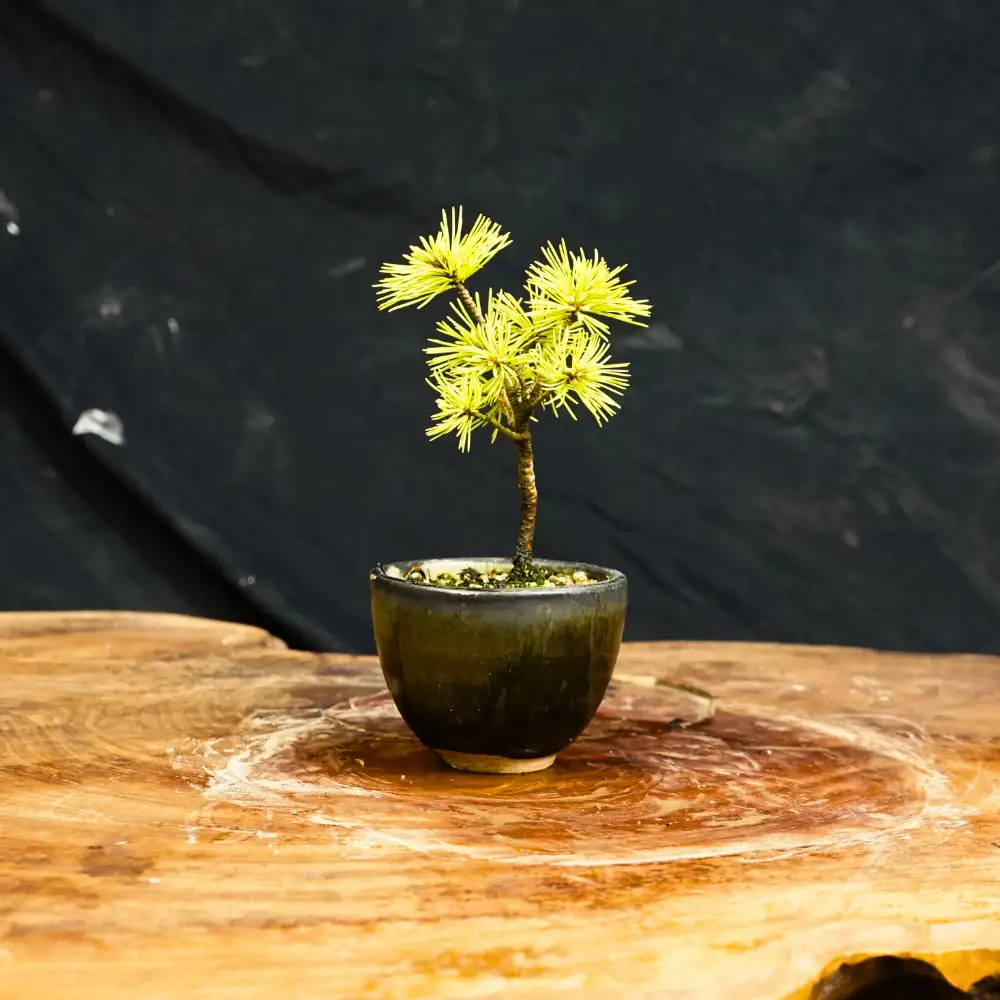 赤石の泉 赤石五葉松（鉢植え） F-170