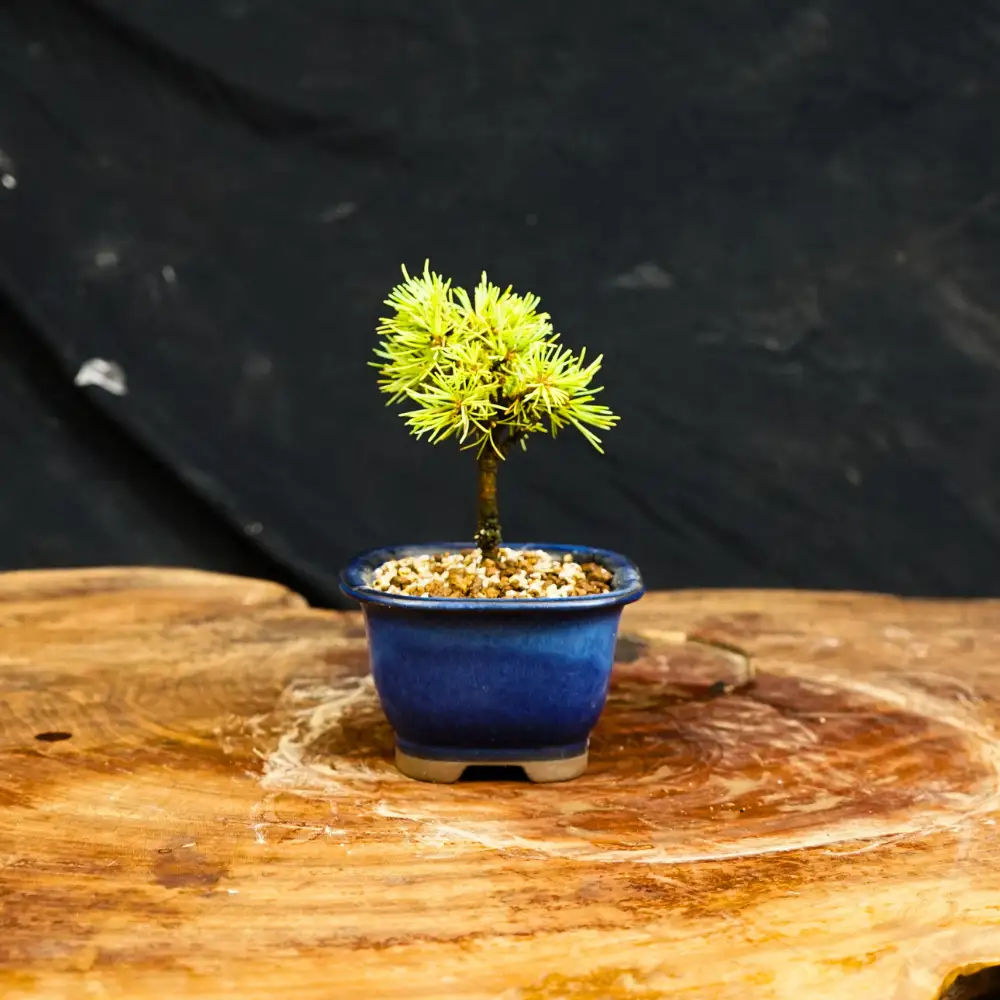 赤石の泉 赤石五葉松（鉢植え） F-173