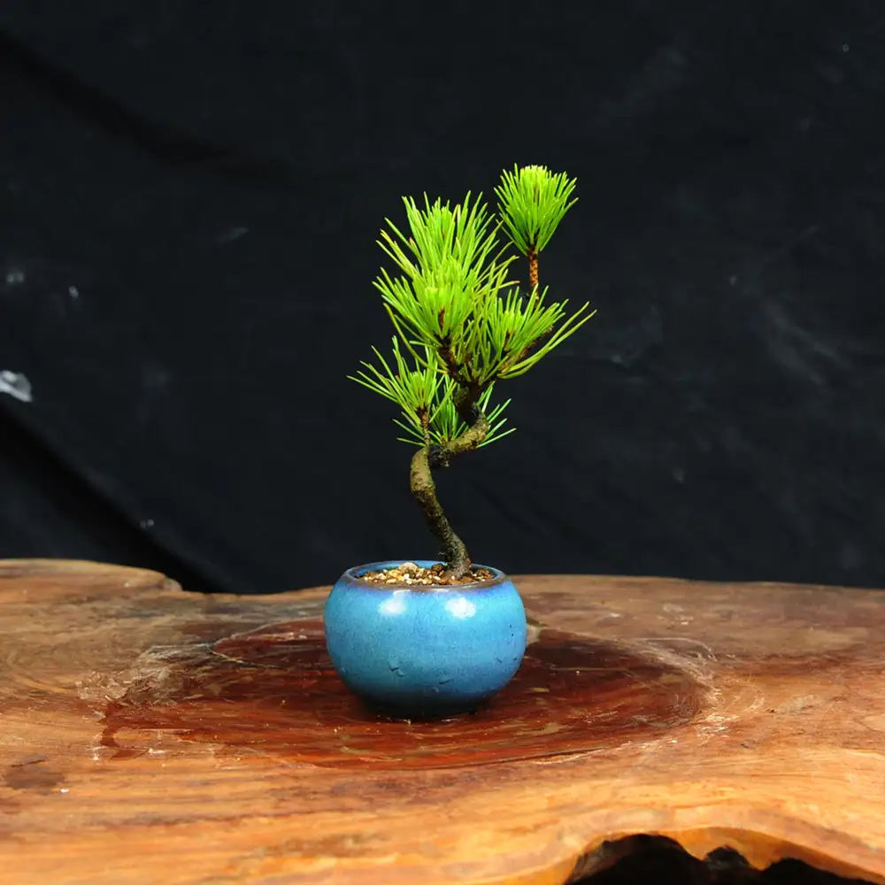 赤石の泉 黒松（鉢植え） S-31