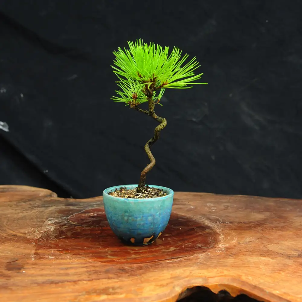 赤石の泉 黒松（鉢植え） S-34