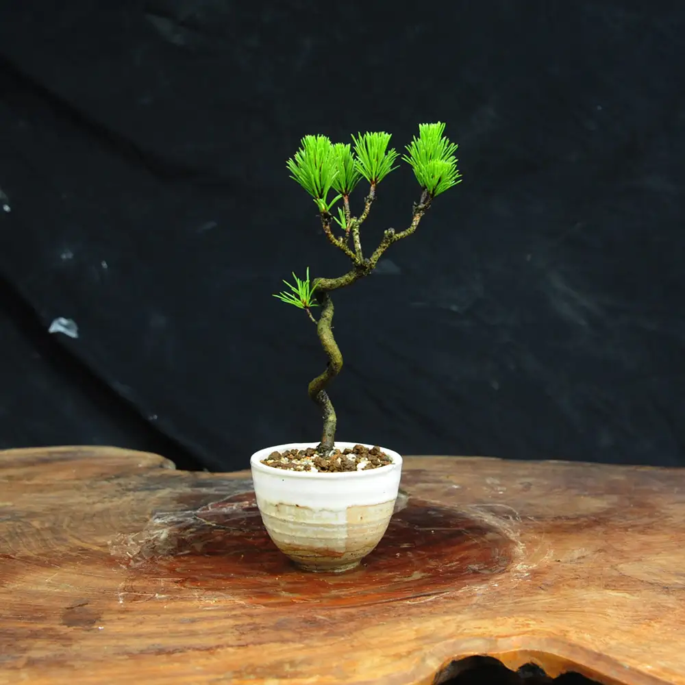 赤石の泉 黒松（鉢植え） S-37
