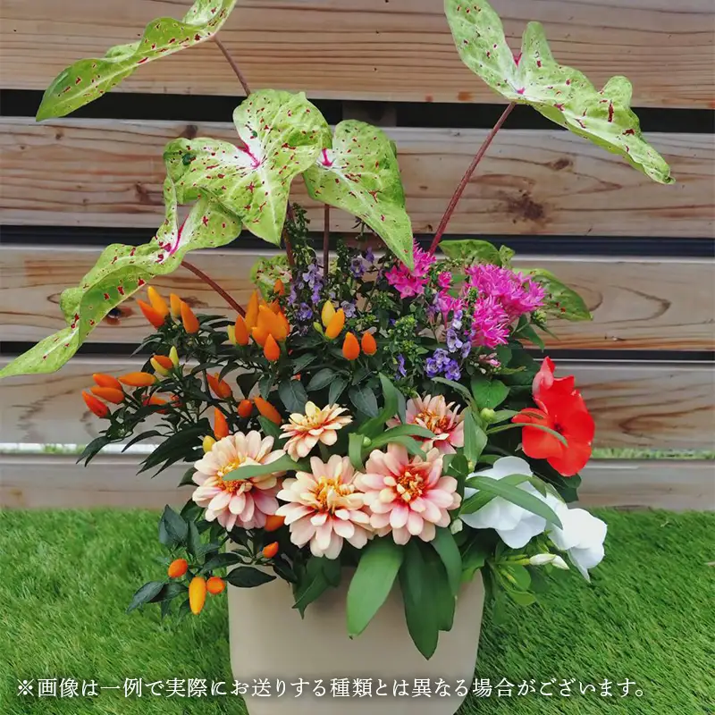 産地直送！季節の花の寄せ植えキット（6～7ポット） 花 花苗 苗 セット 寄せ植え 花壇 ガーデニング F6L-1528