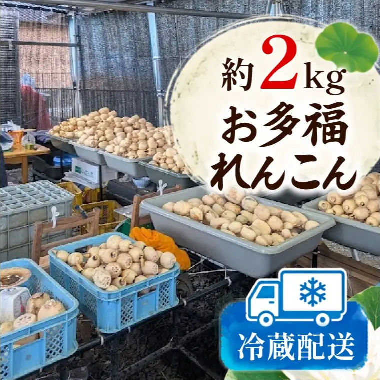 先行予約 れんこん 2kg お多福れんこん 蓮根 レンコン 農家直送 産地直送 新鮮 野菜 根菜 有機肥料 【2026年9月より順次発送】（111-01）