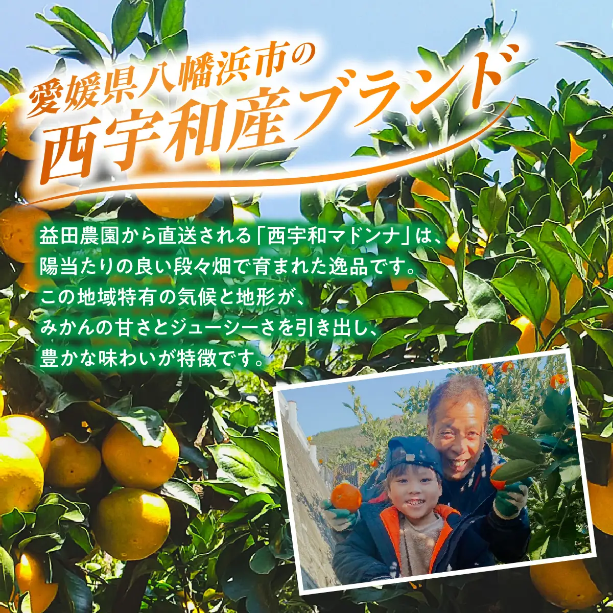 【先行受付】ゼリーのような食感で大人気の「西宇和マドンナ」（紅マドンナと同品種）３ｋｇ【103-6】　YWTBZ002