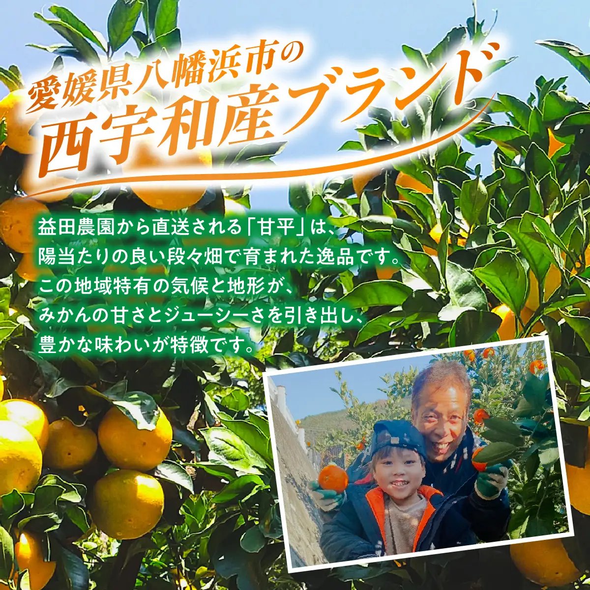 【先行受付】愛媛オリジナルの高級柑橘『甘平（かんぺい）』　3ｋｇを可愛いいみきゃん箱でお届け！！【103-5】　YWTBZ003