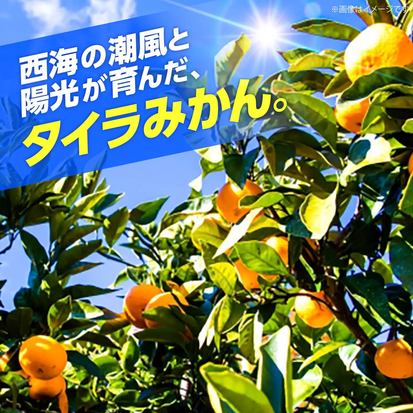 みかん 約5kg [CGR003] みかん