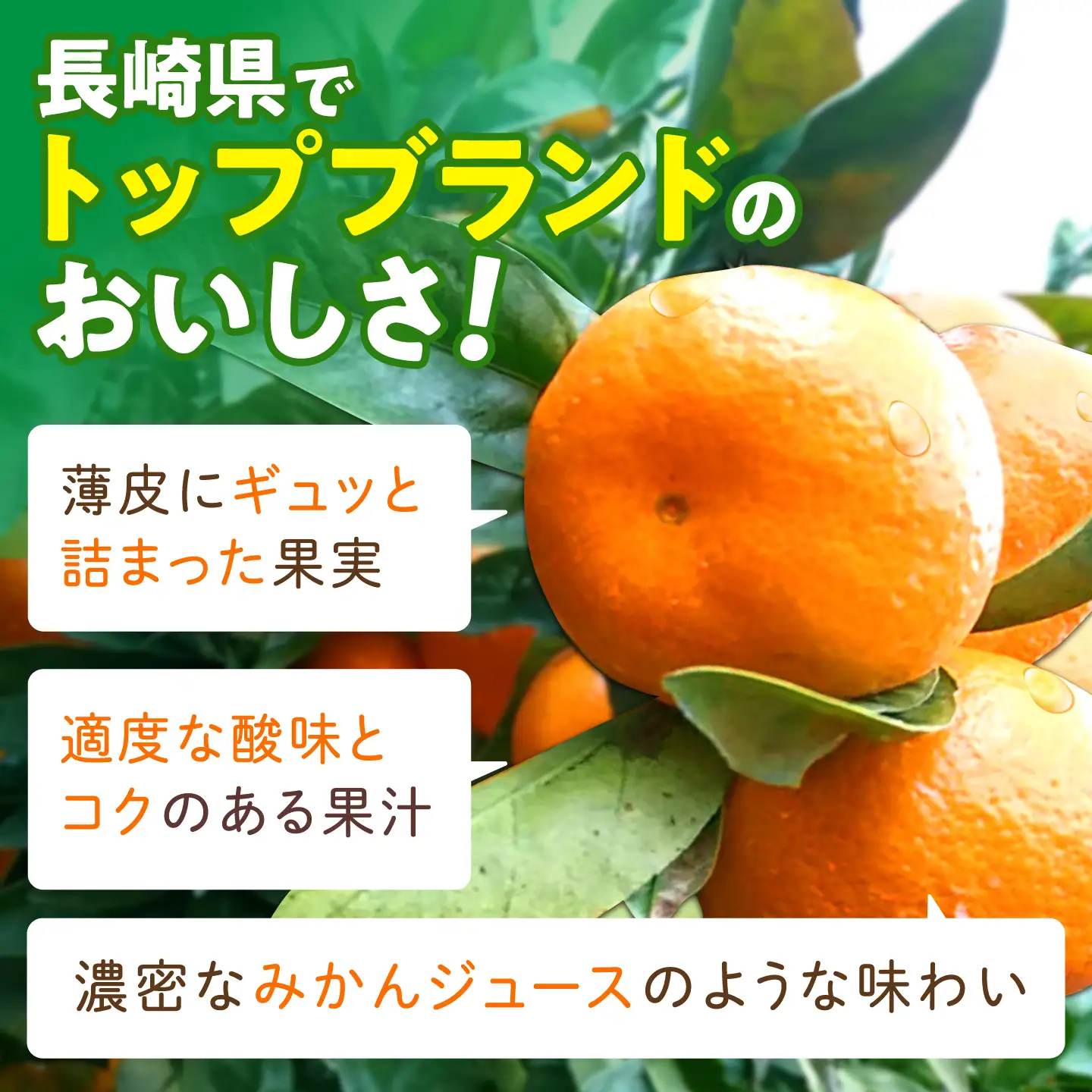 【3回定期便】伊木力温州みかん10kg (ご家庭用、箱入り)/ 伊木力 温州みかん 早生みかん みかん ミカン 蜜柑 佐瀬 諫早 多良見 長崎 / 末永果樹園[AHBD013]