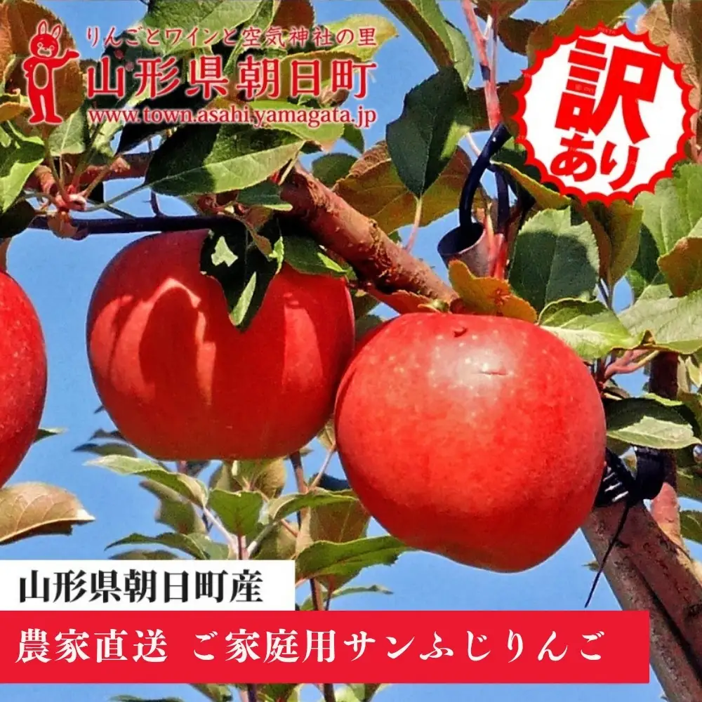 りんご 【 ご家庭用 訳あり 】 サンふじ 10kg 【2026年11月下旬～発送】 山形県 朝日町産 農家直送 山形県産 特産 果物 フルーツ リンゴ 林檎 秋 冬 先行予約 送料無料