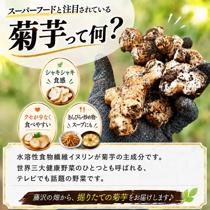 菊芋 5kg 生 11月発送 【湘南きくいも】