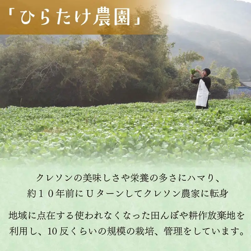 クレソン 下田クレソン 1kg 野菜 国産 葉 ハーブ サラダ 葉物野菜 静岡県 伊豆 下田市