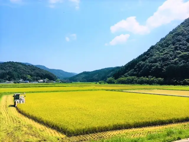 令和8年産（精白米）特別栽培米こしひかり 10kg