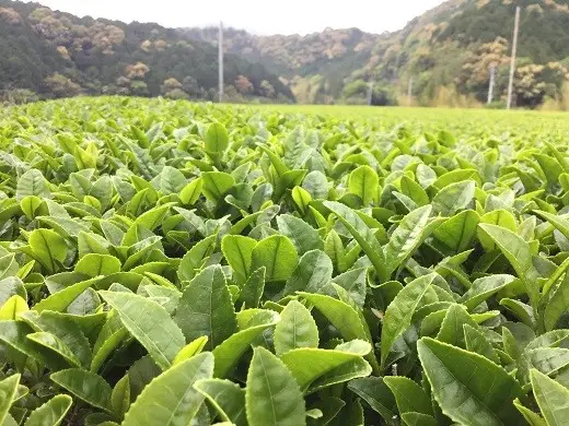 岩﨑製茶　お茶おたのしみセット（煎茶・玄米茶・ほうじ茶）
