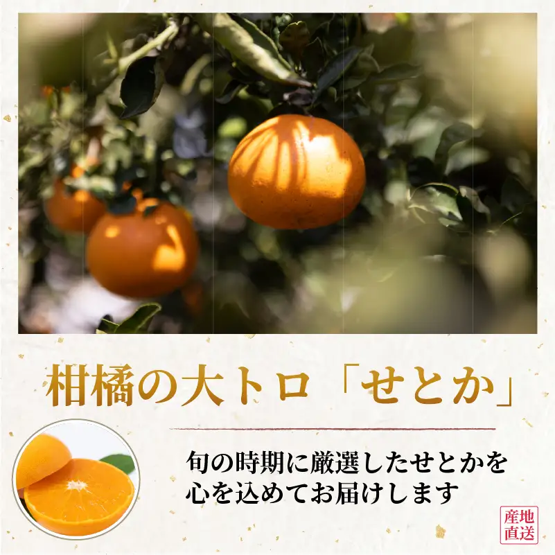 【2027年2月上旬頃から順次発送】 せとか 訳あり 約3kg みかん 田中農園 【TNN017】