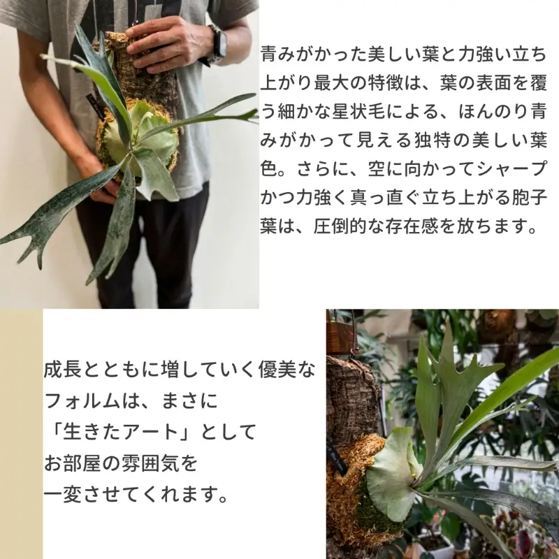 ビカクシダ（コウモリラン）コルク仕立てP.blue venus