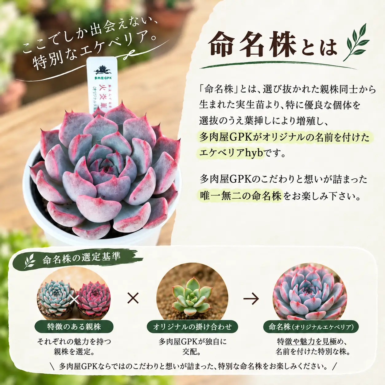エケベリア 命名株 おまかせ 4個 セット 【多肉屋GPK】