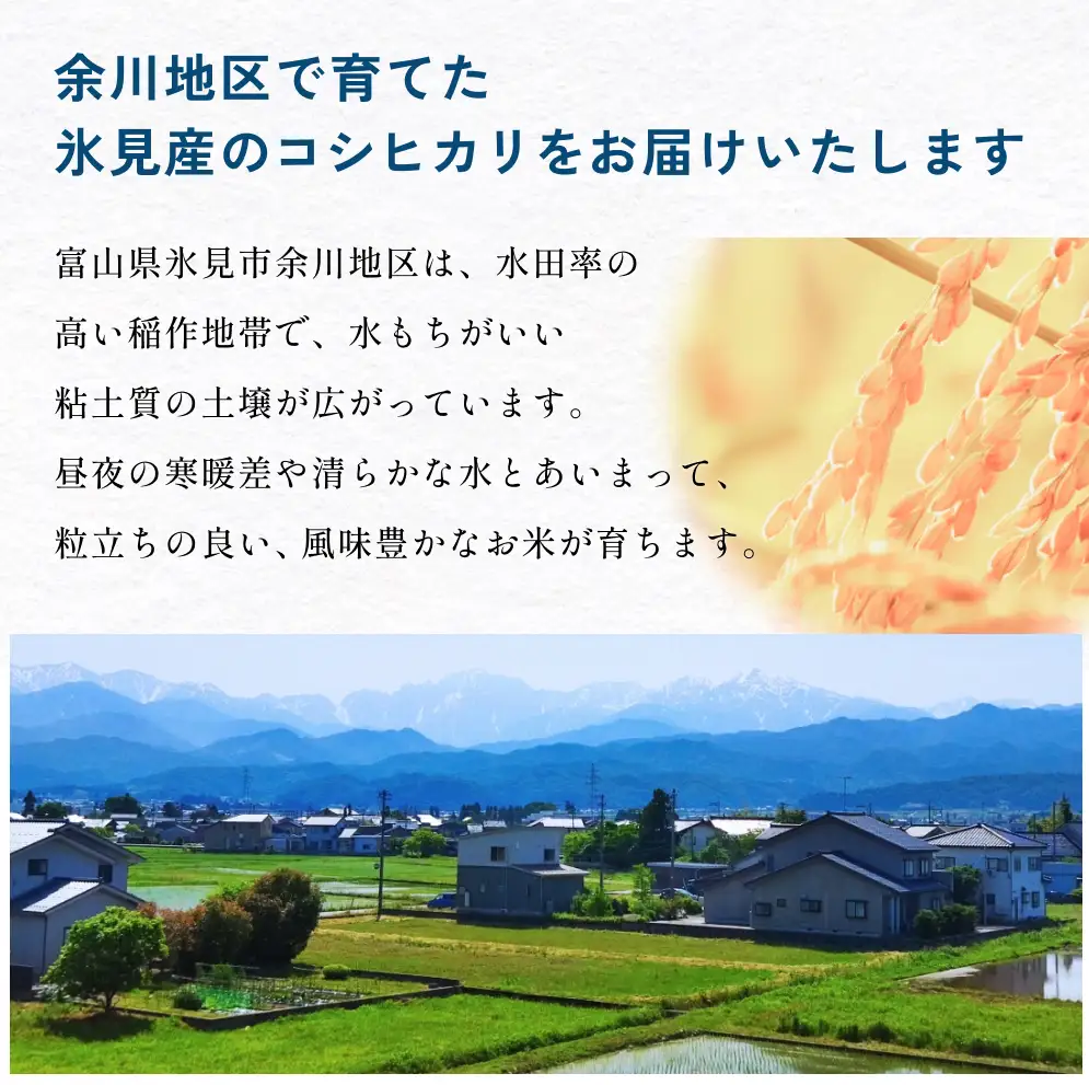 【12回定期便】富山県産 コシヒカリ 10kg 富山県 氷見市 米 コシヒカリ 定期便