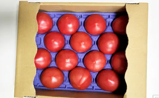 麗妃トマト（栽培自慢） 約2kg 【2026年12月上旬発送開始】 野菜 やさい とまと トマト 熊本県産 国産