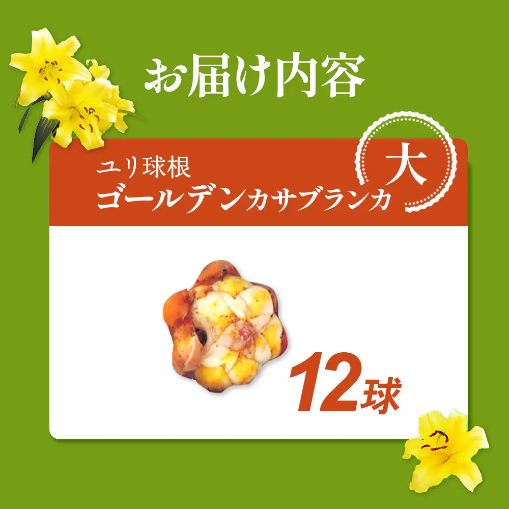 【期間限定】ユリ球根 大球ゴールデンカサブランカ 12球 黄花品種 花 フラワー 園芸 ガーデニング 植物 高品質 送料無料