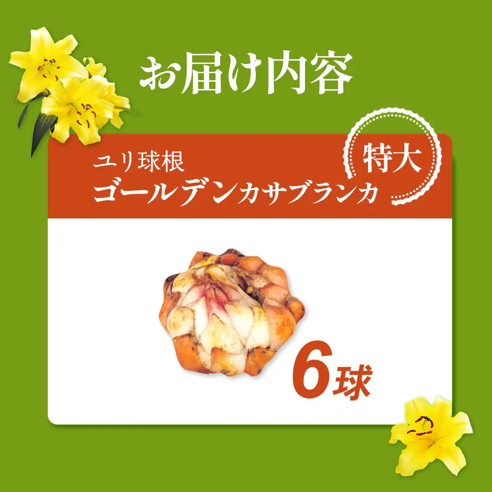 【期間限定】ユリ球根 特大球ゴールデンカサブランカ 6球 黄花品種 花 フラワー 園芸 ガーデニング 植物 高品質 送料無料