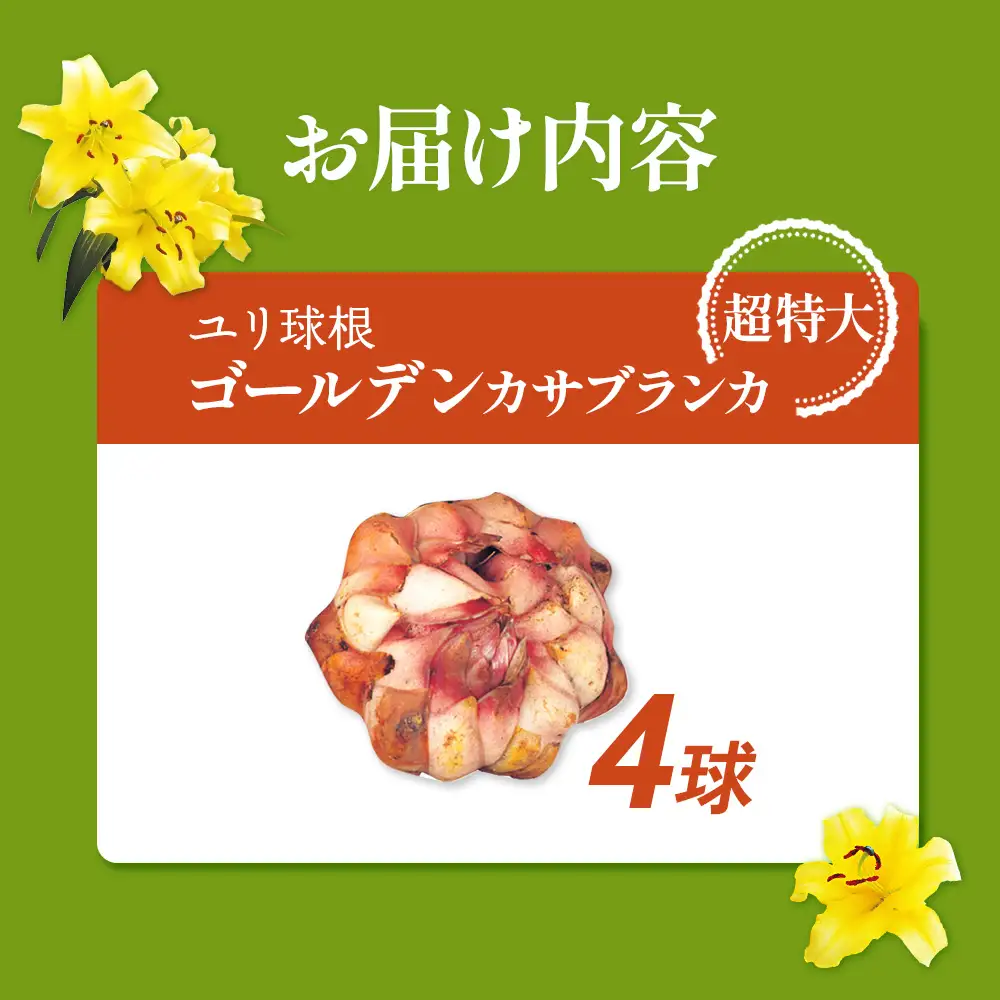 【期間限定】ユリ球根 超特大球ゴールデンカサブランカ 4球 黄花品種 花 フラワー 園芸 ガーデニング 植物 高品質 送料無料
