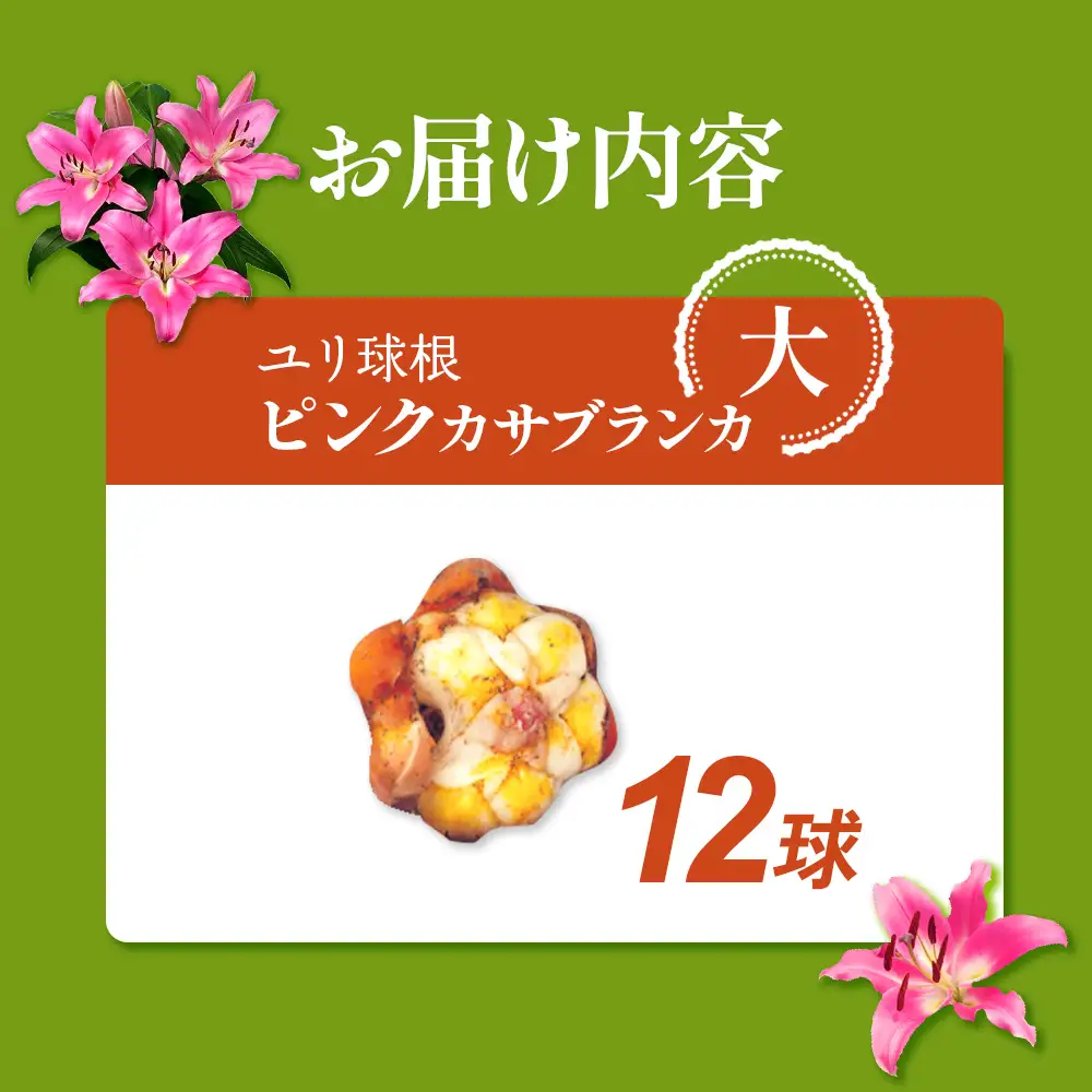 【期間限定】ユリ球根 大球ピンクカサブランカ　12球 桃花品種 花 フラワー 園芸 ガーデニング 植物 高品質 送料無料