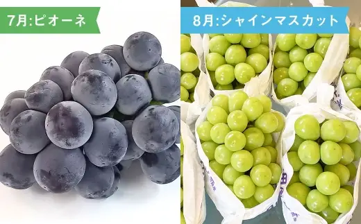【 6ヶ月連続定期便 】 熊本の旬のフルーツお届け便 （ 7月上旬?12月下旬 ・ 年6回コース ） 果物 フルーツ ピオーネ シャインマスカット 栗 太秋柿 みかん デリシャス 塩アールスメロン 果実 果汁 果肉 詰め合わせ 食べ比べ 熊本県産 国産 定期配送 定期 【 2027年7月より発送開始 】