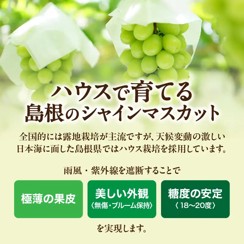 【先行予約】【数量限定】島根県産 シャインマスカット 1.2kg 【215_0007】