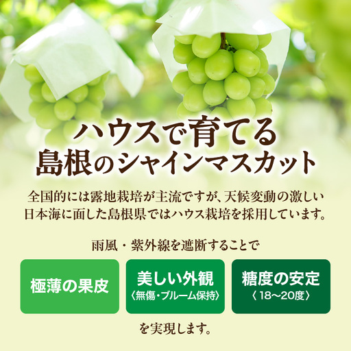 先行予約】【数量限定】島根県産 シャインマスカット 2kg 【215_0004