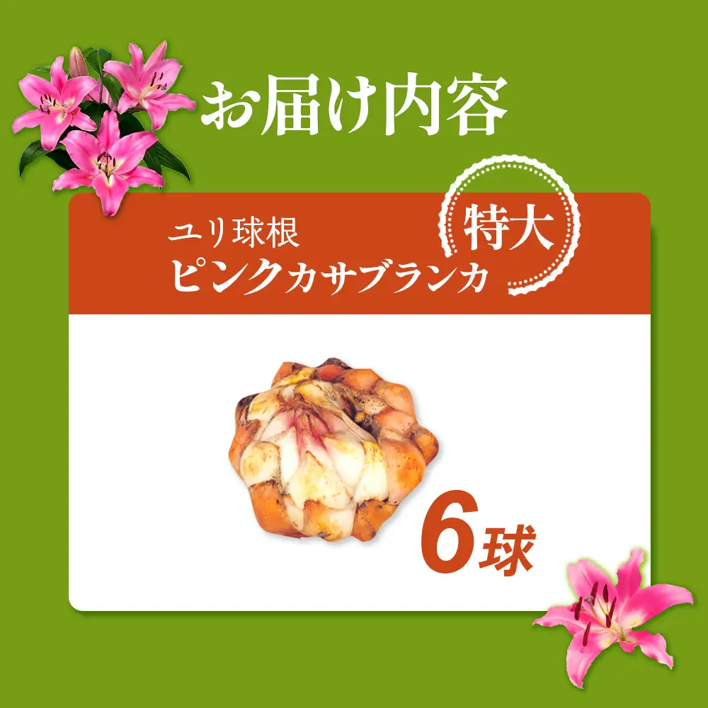 【期間限定】ユリ球根 特大球ピンクカサブランカ 6球 桃花品種 花 フラワー 園芸 ガーデニング 植物 高品質 送料無料