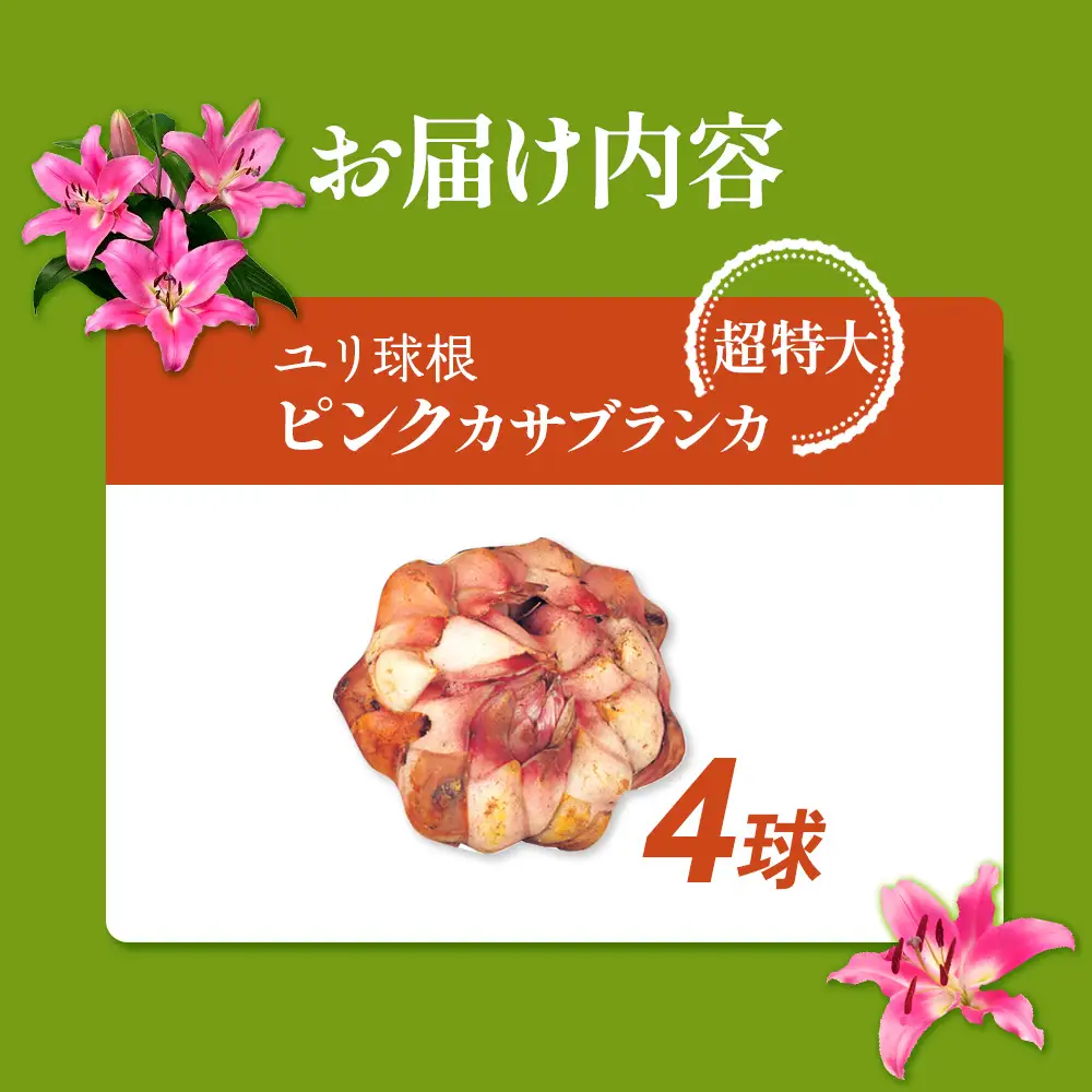 【期間限定】ユリ球根 超特大球ゴールデンカサブランカ 4球 桃花品種 花 フラワー 園芸 ガーデニング 植物 高品質 送料無料