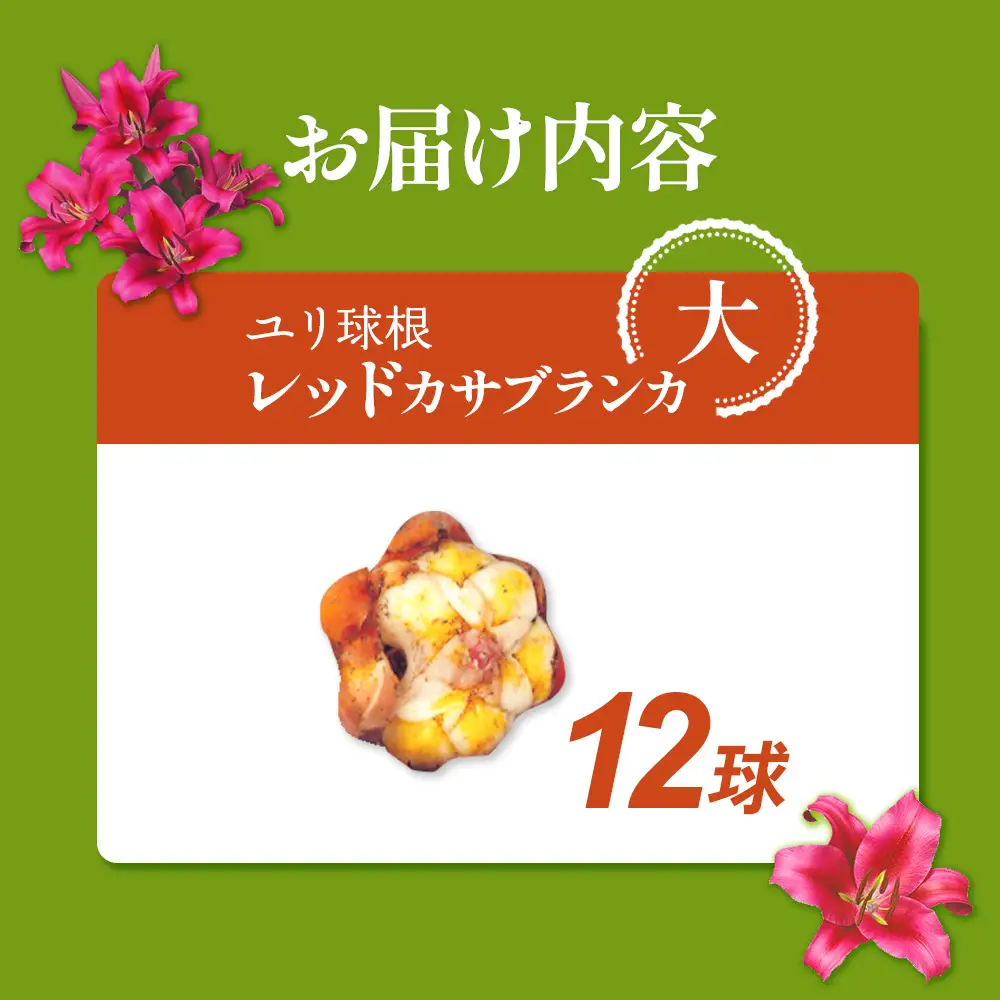 【期間限定】ユリ球根 大球レッドカサブランカ 12球 赤花品種 花 フラワー 園芸 ガーデニング 植物 高品質 送料無料