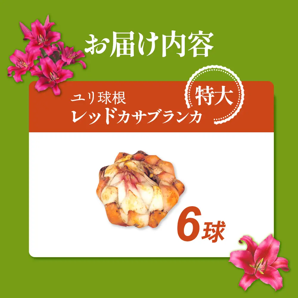 【期間限定】ユリ球根 特大球レッドカサブランカ 6球 赤花品種 花 フラワー 園芸 ガーデニング 植物 高品質 送料無料