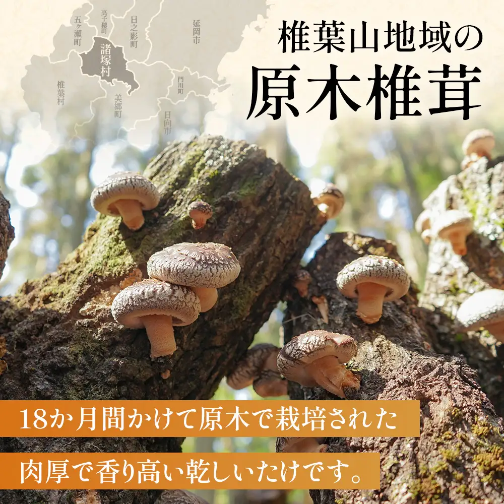 乾椎茸 40g×1P｜乾燥椎茸 椎茸 しいたけ 干ししいたけ 原木椎茸 きのこ 山菜  希少 どんこ 肉厚 高級 常温 お試し パック 一般社団法人ツーリズム高千穂郷 宮崎県 諸塚村 TR-03
