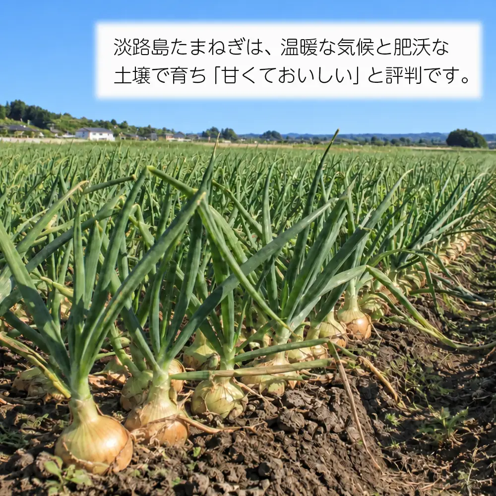 淡路島産たまねぎ10kg　玉ねぎ