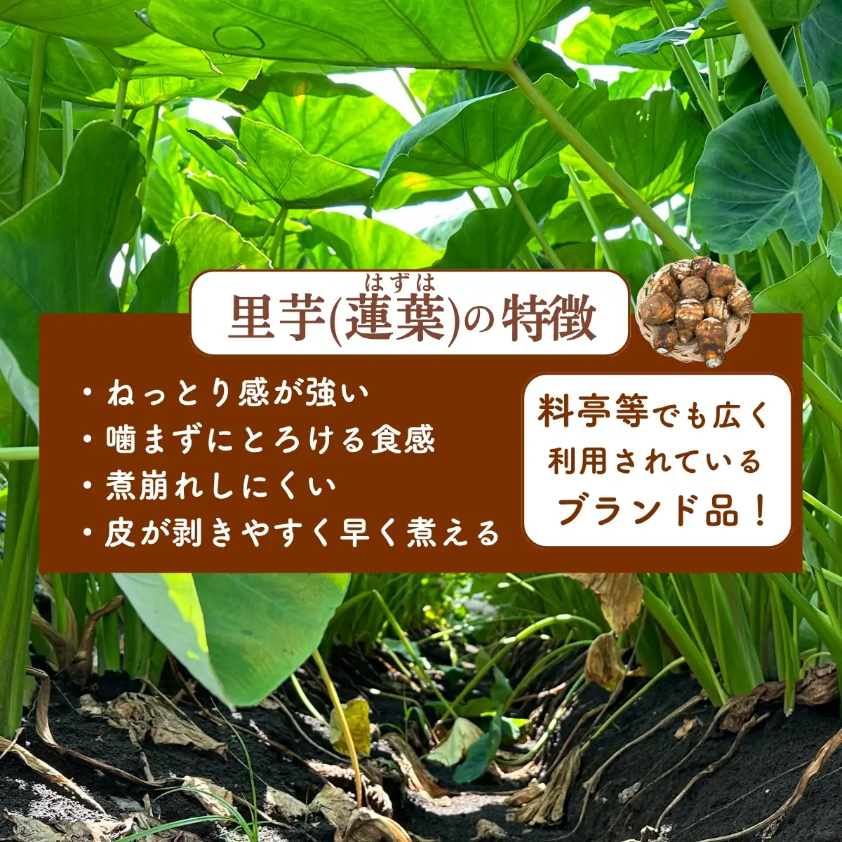里芋 2Lサイズ 5キロ 里芋
