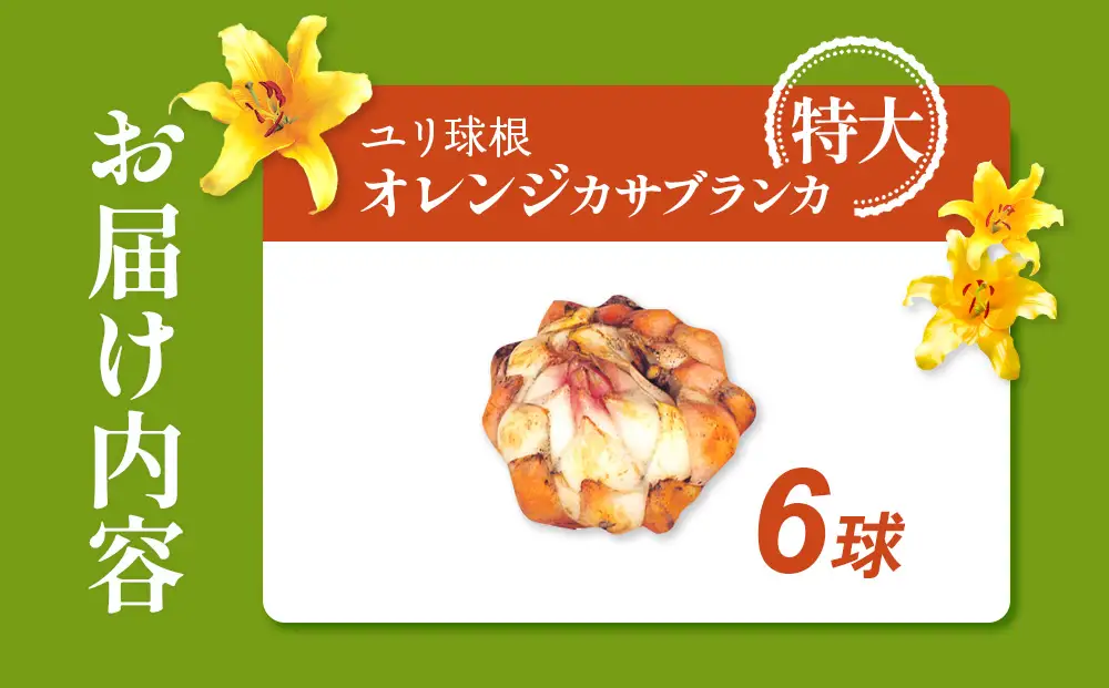 【期間限定】ユリ球根　特大球オレンジカサブランカ 6球 橙花品種 花 フラワー 園芸 ガーデニング 植物 高品質 送料無料