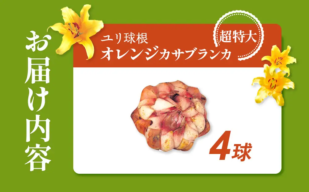 【期間限定】ユリ球根　超特大球オレンジカサブランカ 4球 橙花品種 花 フラワー 園芸 ガーデニング 植物 高品質 送料無料