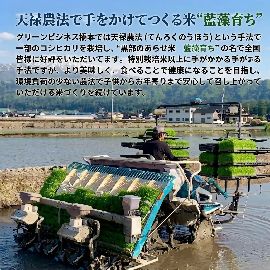 藍藻育ち 富山県黒部産こしひかり (名水の恵み 黒部のあらせ米) 5kg お米 米 白米 コシヒカリ ご飯 ごはん 黒部市 冨山県