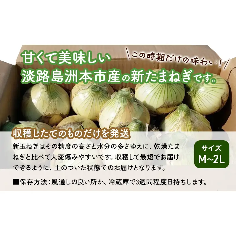 【期間限定】旬の淡路島産 新たまねぎ 3kg  たまねぎ タマネギ 玉葱 野菜 新鮮 旬の野菜 季節の野菜 兵庫県 洲本市 淡路島